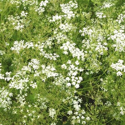 Natural active Caraway